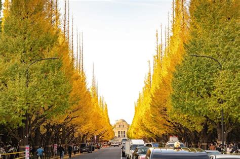 銀杏 樹